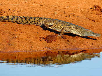 Motswari Game Lodge: Krokodil