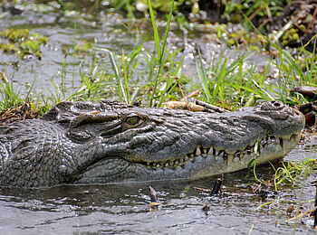 Murchison Falls National Park: Krokodil Murchison Falls National Park: Krokodil