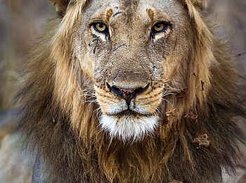 Norman Carr Safaris: Löwencharakter