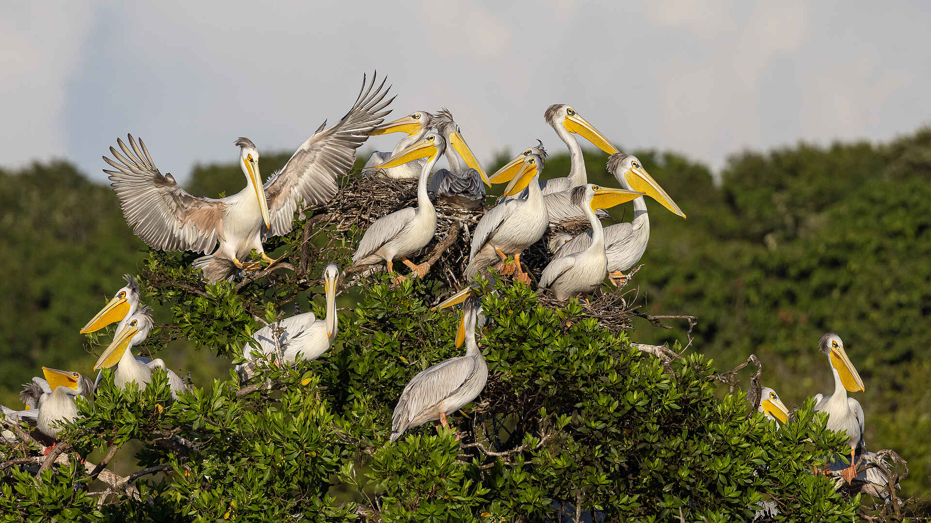 Nyanga Lodge: Pelikane