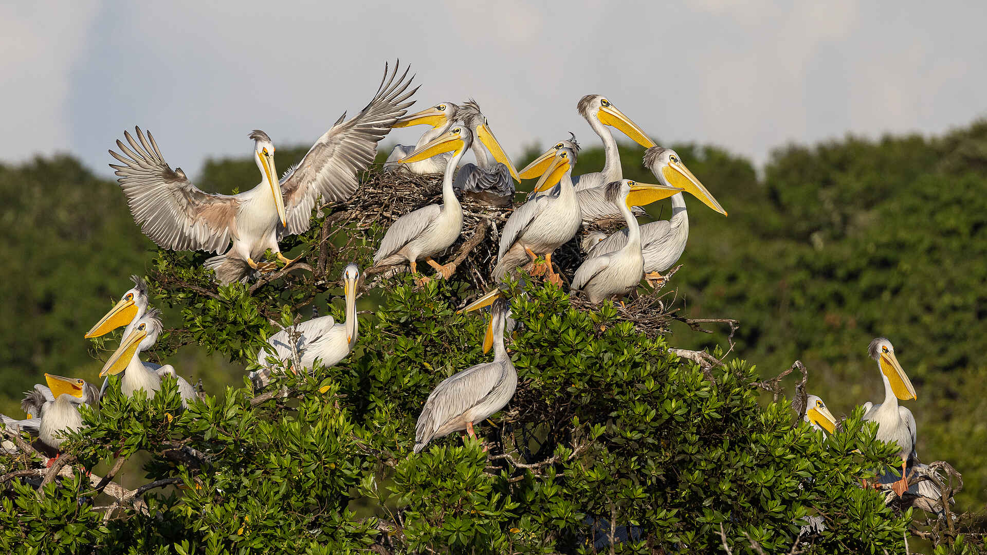 Nyanga Lodge: Pelikane