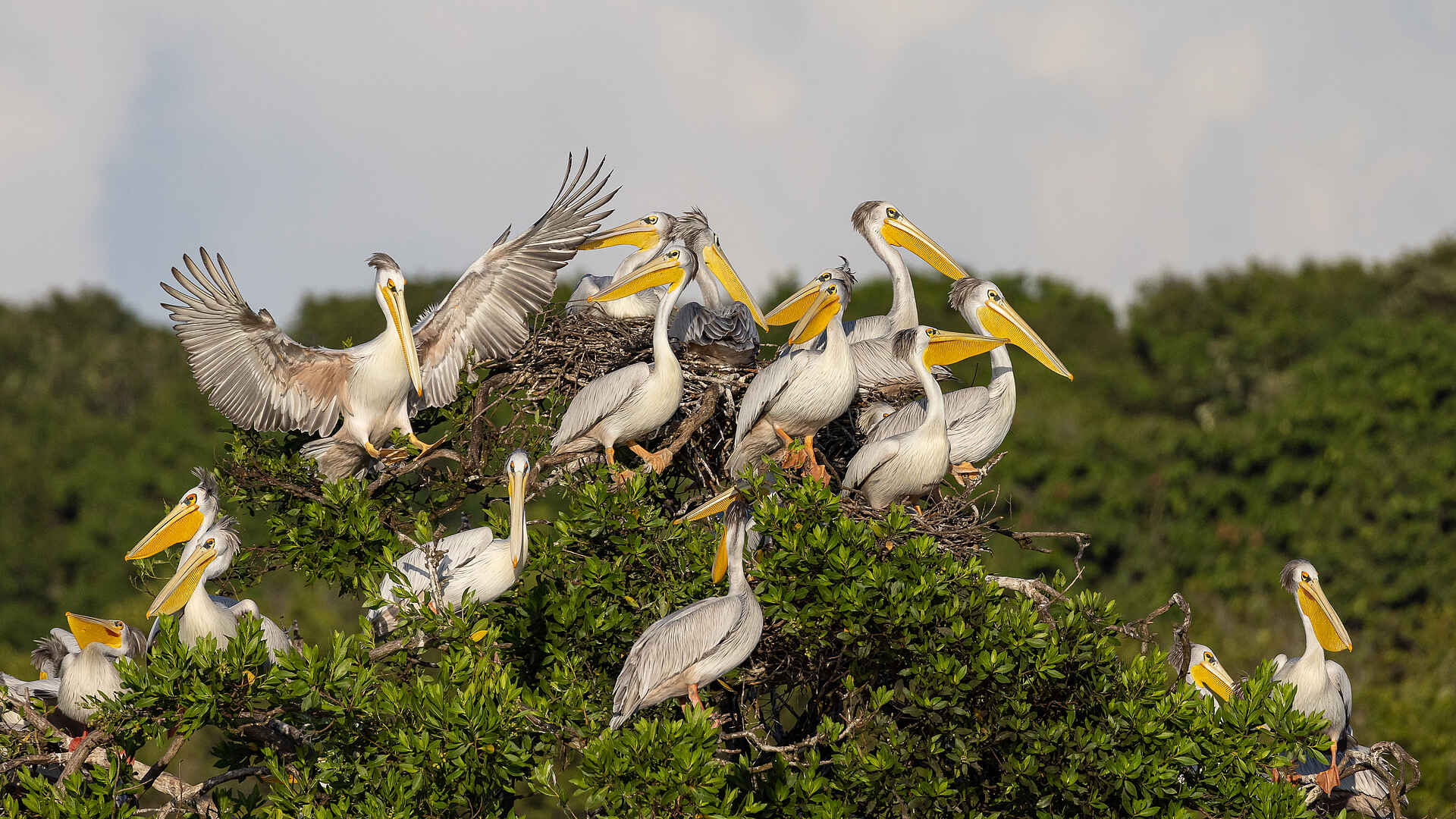 Nyanga Lodge: Pelikane