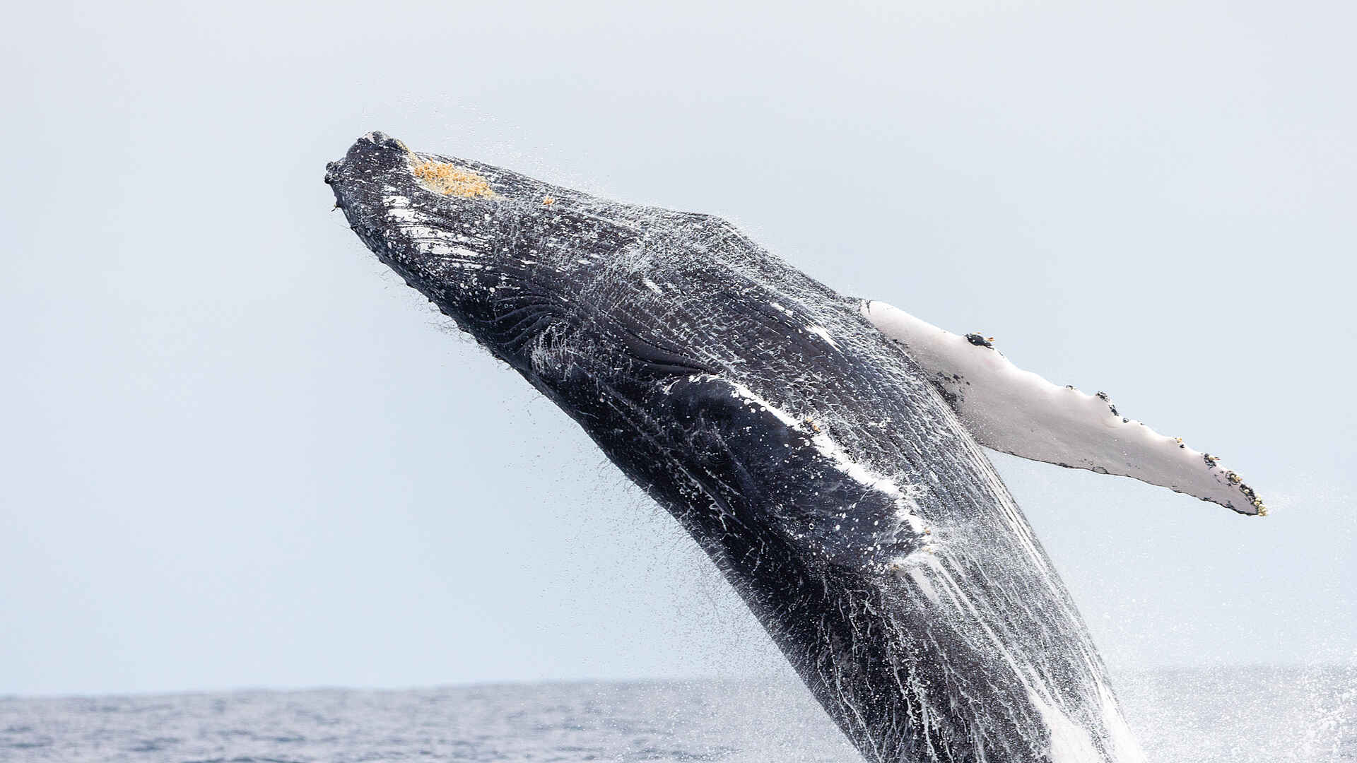 Nyanga Lodge: Whale watching