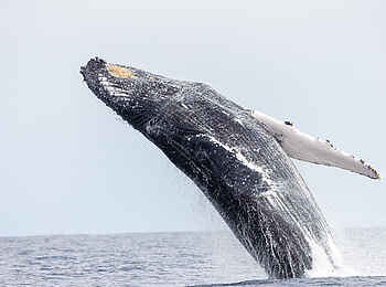 Nyanga Lodge: Whale watching