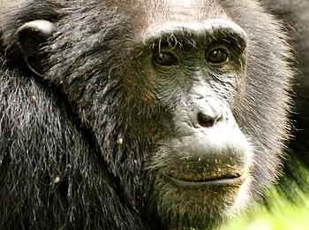 Papaya Lake Lodge: Gesicht