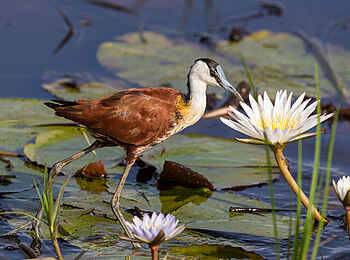 Pelo Camp: African Jacana Pelo Camp: African Jacana
