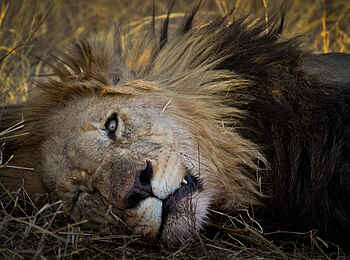 The Royal Madikwe: Löwe