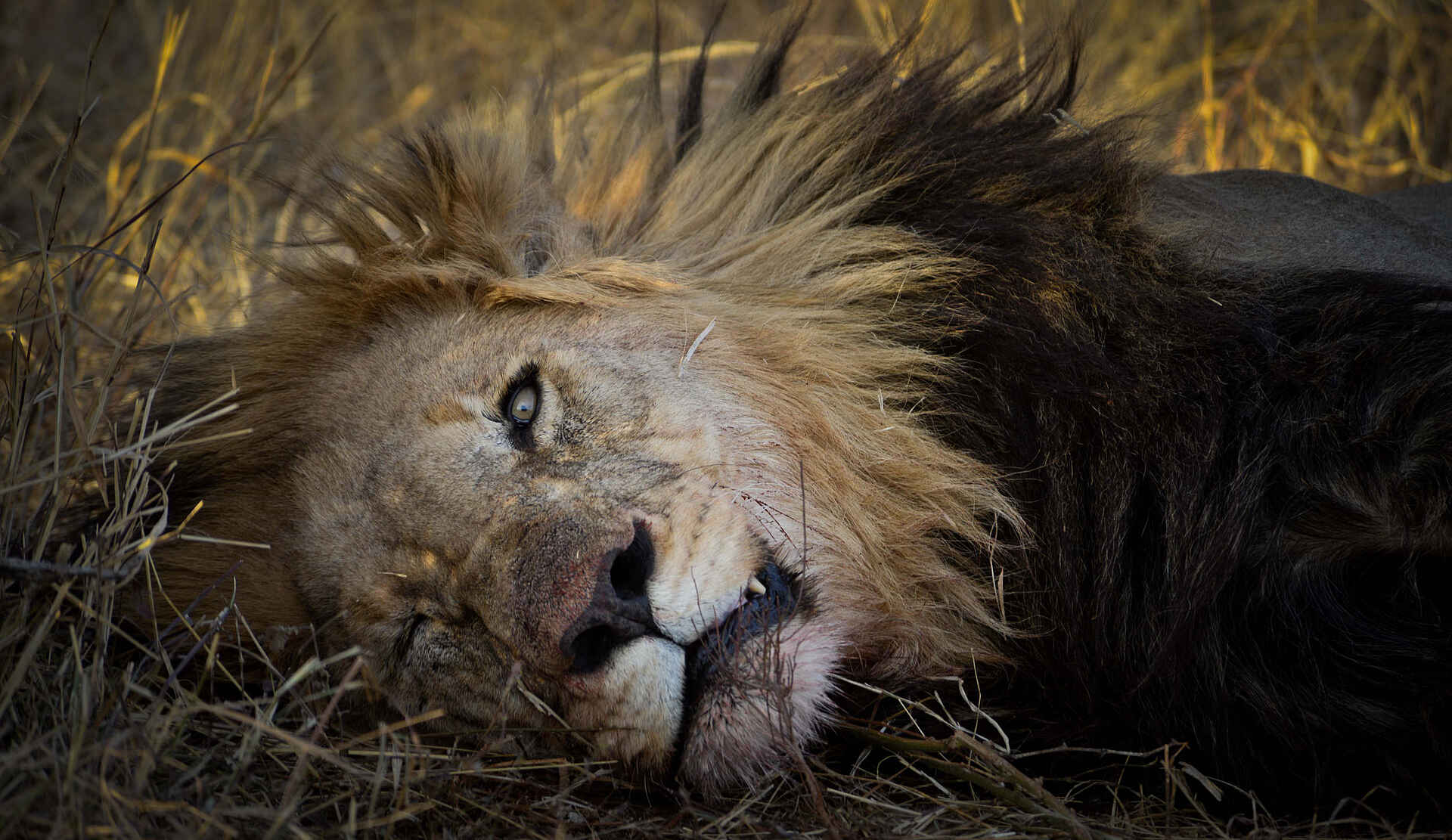 The Royal Madikwe: Löwe