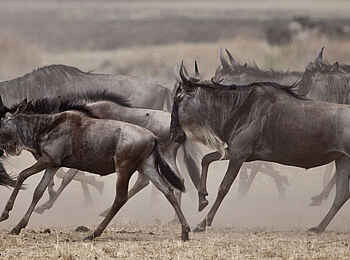 Sala's Camp: Tierwanderung Sala's Camp: Tierwanderung