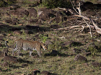 Serian The Original Camp: Leopard auf Pirsch