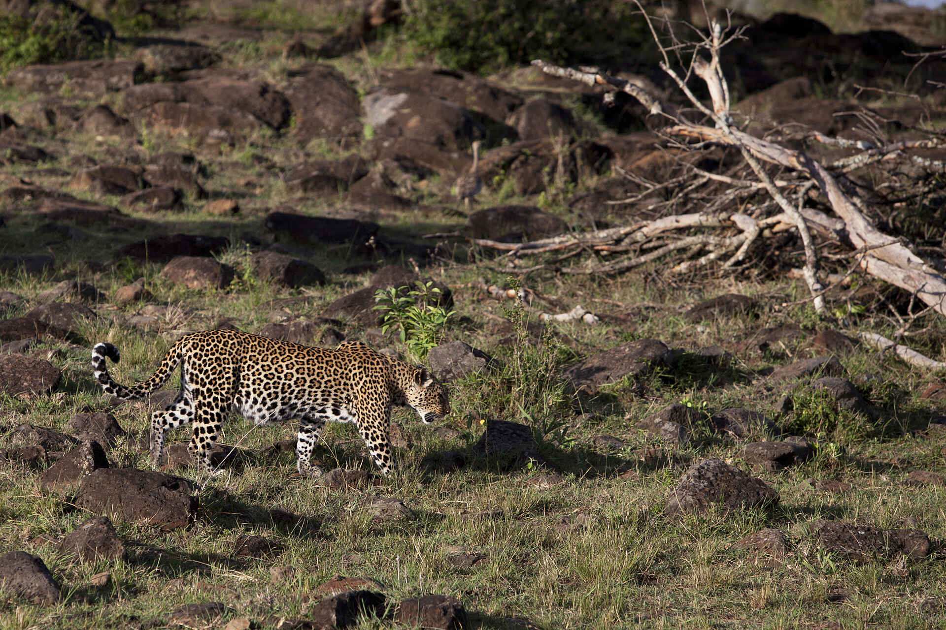 Serian The Original Camp: Leopard auf Pirsch Serian The Original Camp: Leopard auf Pirsch