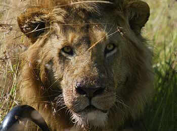 Serian The Original Camp: Löwe mit Beute