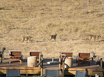 Somalisa Expeditions Camp: Blick aus dem Hauptbereich