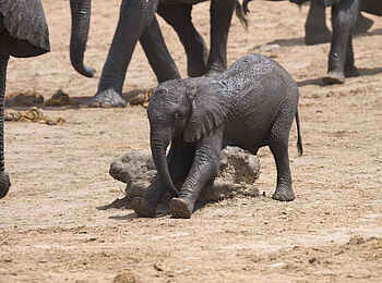 The Hide: Elefantenkindergarten The Hide: Elefantenkindergarten