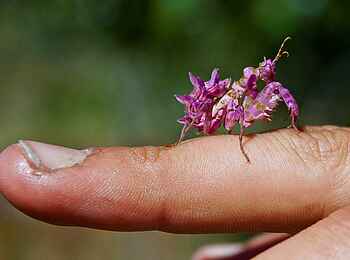 Wasa Lodge: Spiny Flower Mantis