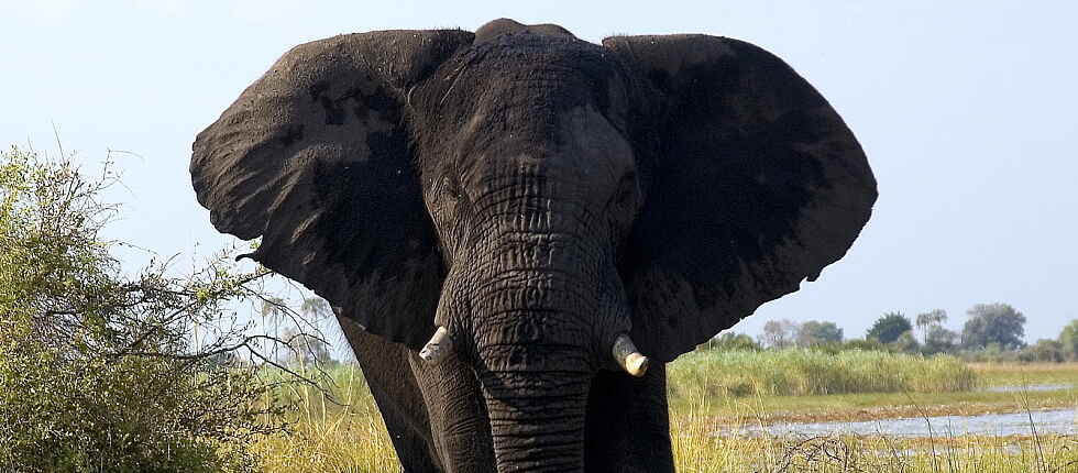 Abu Camp: Elefant Mithondo