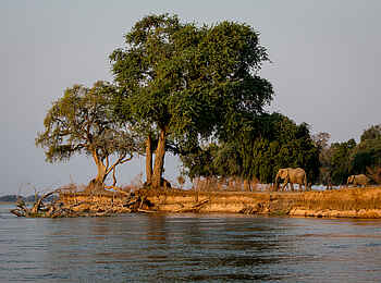 Chikwenya Camp: Elefanten am Flussufer