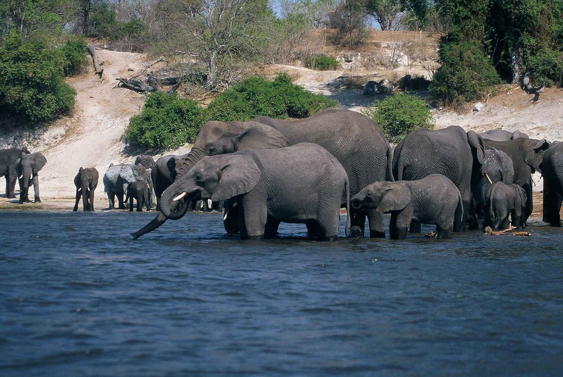 Desert & Delta Safaris: Elefanten am Chobe-Ufer