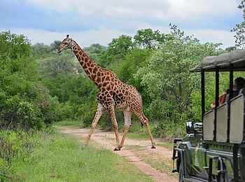 Fitzpatrick’s at Jock: Giraffe vor dem Jeep