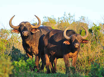 Kariega Settlers Drift Lodge: Büffel