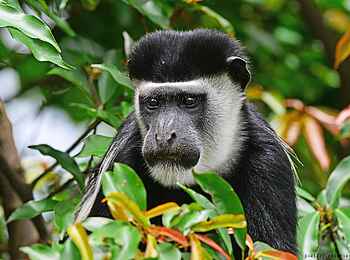 Kyaninga Lodge: Kolobusaffe Kyaninga Lodge: Kolobusaffe