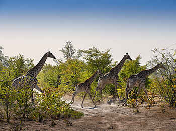 Linyanti Expeditions: Giraffen im Mopanebusch Linyanti Expeditions: Giraffen im Mopanebusch
