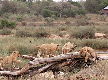 MalaMala Rattrays Camp: Löwenjunge vor dem Camp MalaMala Rattrays Camp: Löwenjunge vor dem Camp