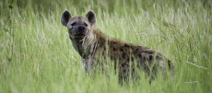 Kruger-Nationalpark
