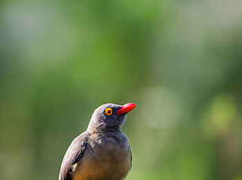 Time + Tide Kakuli: Red Billed Oxpecker Time + Tide Kakuli: Red Billed Oxpecker