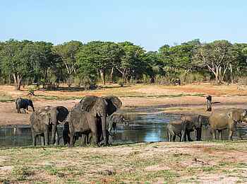 Verney's Camp: Elefanten an Wasserstelle