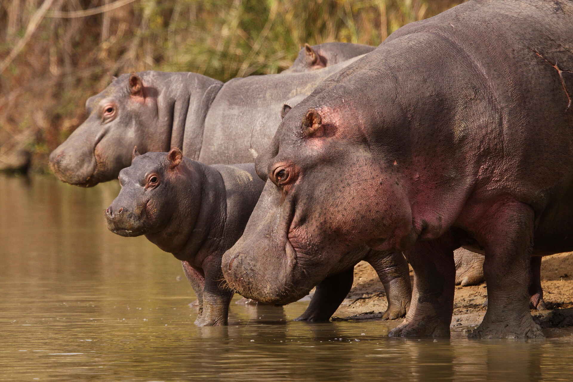 Bayethe Lodge: Nilpferde am Wasser