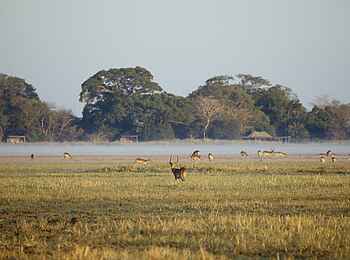 Busanga Bush Camp: Antilopen im Dunst Busanga Bush Camp: Antilopen im Dunst