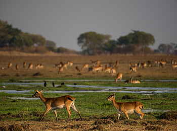 Chisa Busanga Camp: Antilopen
