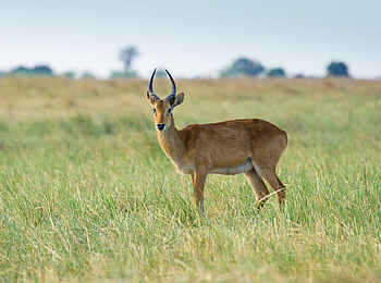 Chobe Savanna Lodge: Antilope