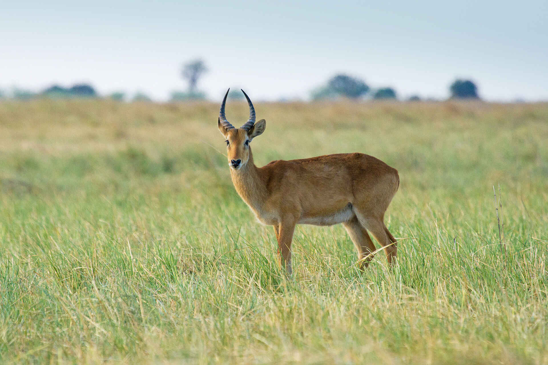 Chobe Savanna Lodge: Antilope