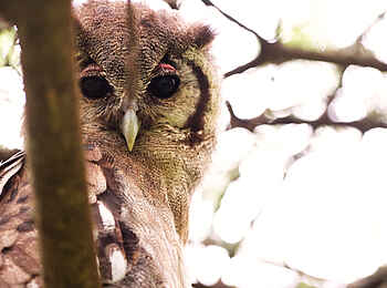 Dunia Camp: Eule im Baum Dunia Camp: Eule im Baum