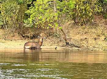Entikko Safari Lodge: Ein Wasserbock im Wasser Entikko Safari Lodge: Ein Wasserbock im Wasser