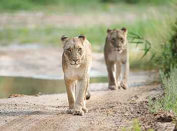 Hoanib Valley Camp: Löwinnen auf Streifzug Hoanib Valley Camp: Löwinnen auf Streifzug