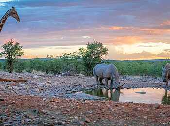 Horizon by Ongava: Nashörner beim trinken und wartende Giraffe