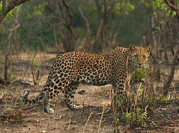 KaingU Safari Lodge: Leopard