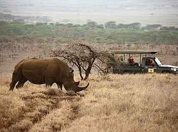 Lewa Safari Camp: Pirschfahrt ins Nashorngebiet