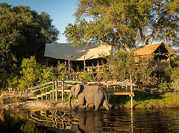 Little Tubu: Elefant vor dem Camp Little Tubu: Elefant vor dem Camp