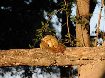 Macatoo Camp: Buschhörnchen