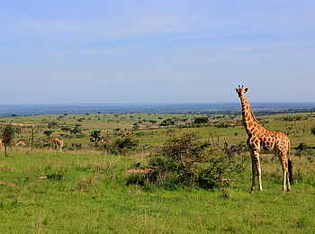Murchison River Lodge: Giraffe in der Savanne