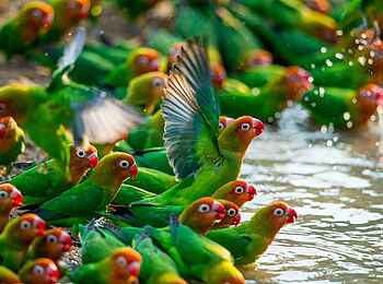 Mwamba Bush Camp: Papageien Mwamba Bush Camp: Papageien