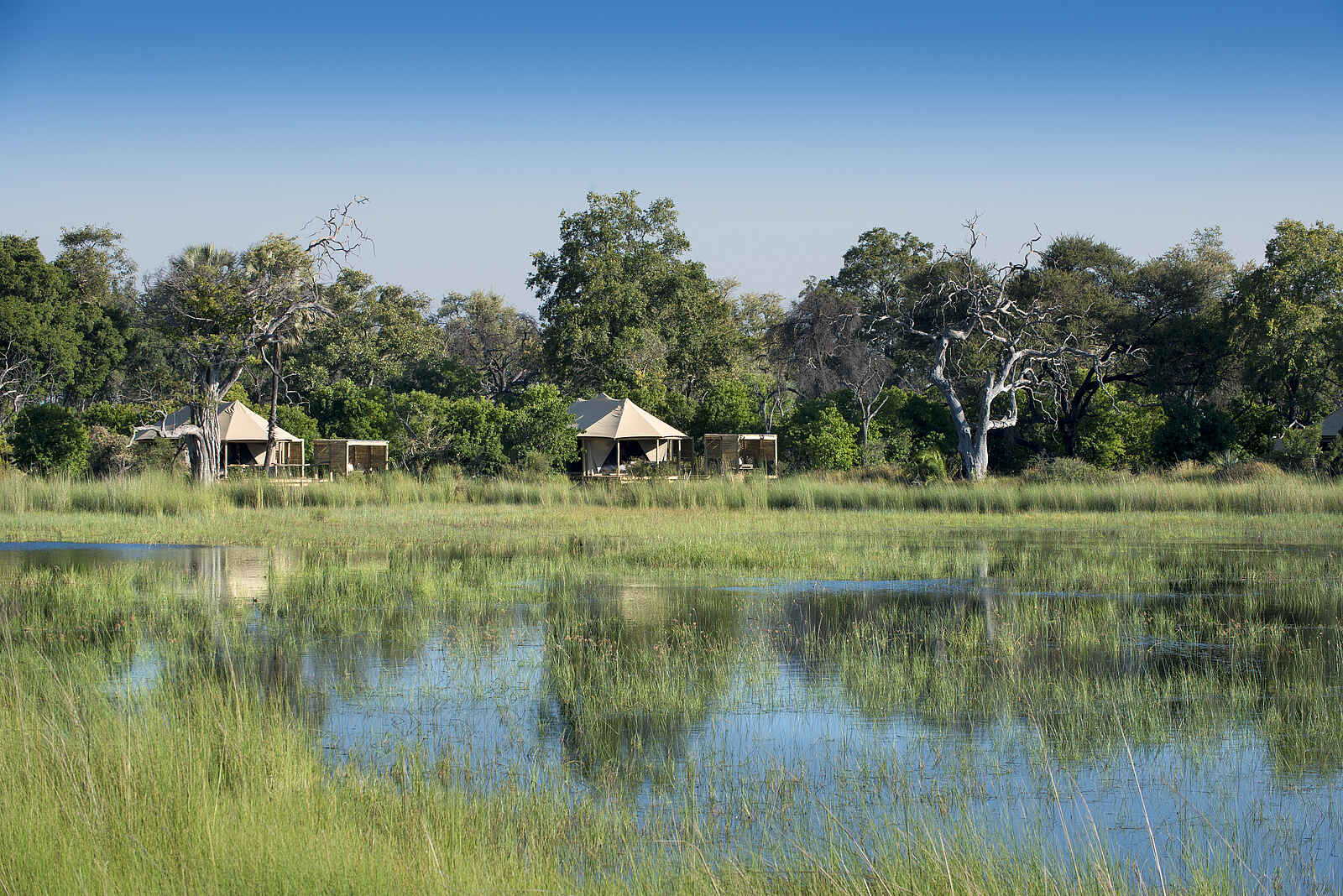 Nxabega Okavango Tented Camp: Blick zum Camp Nxabega Okavango Tented Camp: Blick zum Camp
