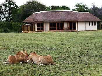 Nxai Pan Camp: Löwen vor einem Gästechalet