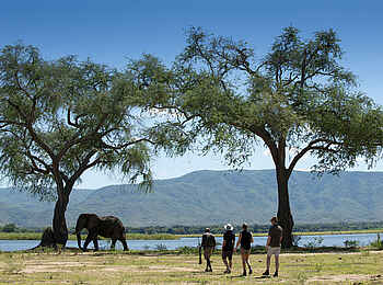 Nyamatusi Mahogany: Verfolgung