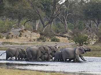 Savuti Kanal: Elefanten