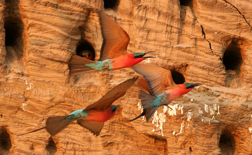 Shenton Carmine Bee Eater Hide: Take-off Shenton Carmine Bee Eater Hide: Take-off